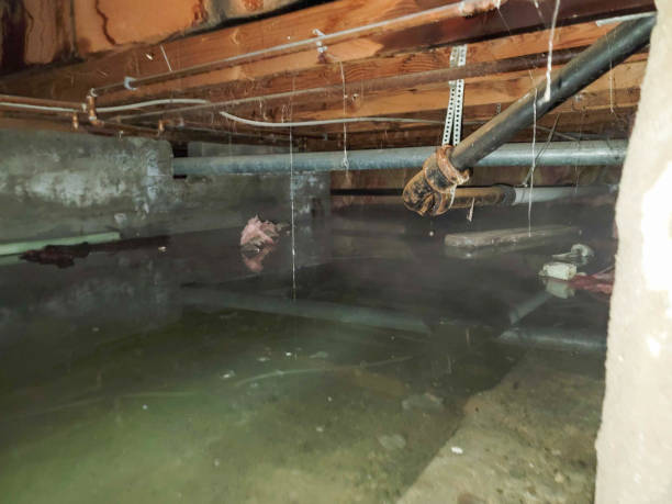 Best Sewage cleanup and water damage restoration  in Daingerfield, TX