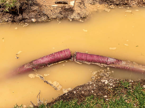 Best Mold removal after water damage  in Daingerfield, TX